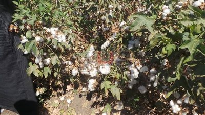 جني الذهب الأبيض.. «ضلمت يا قطن النيل» تقرير مصور