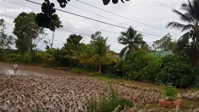 مشهد مذهل لآلاف البط يغلق طريقا بفيتنام (فيديو)