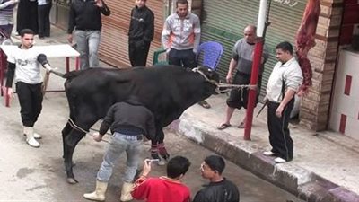 عيد بلا دماء.. محافظ القاهرة يغرم من يذبح في الشارع.. الغرامات من 500 إلى 5 آلاف جنيه.. فتح المجزر الآلي مجانًا.. استقبال 46 ألف رأس ماشية.. وضبط لحوم وأسماك منتهية الصلاحية