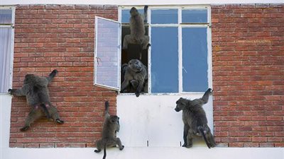 عصابة من القرود لسرقة المساكن !