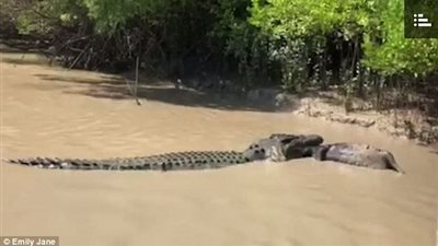 معركة بين تمساحين للفوز بوليمة «خنزير بري» (فيديو وصور)