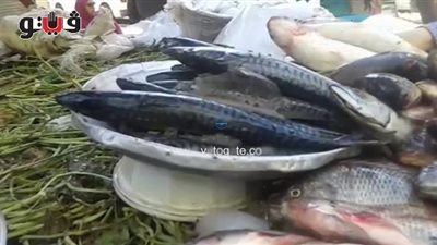 بالفيديو.. ارتفاع أسعار الأسماك والبلطي بـ32 جنيها في الدقي