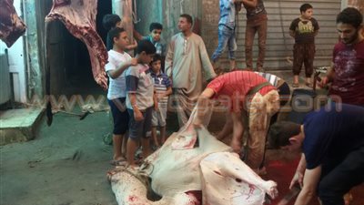 بالفيديو والصور.. جزار يرقص فوق الأضحية على «أنغام المهرجانات» بالخانكة