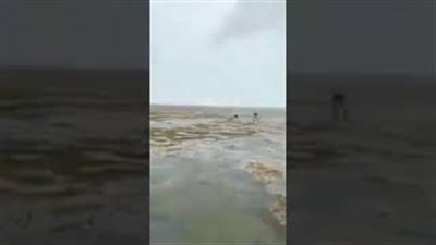 بالفيديو.. مياه المحيط تختفي في جزر البهاماس بسبب إعصار إرما