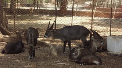 حديقة حيوان القاهرة خارج نطاق الخدمة في إجازة العيد