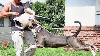 8 معلومات عن كلب مرعب.. محظور في العالم ..ويتم تهريبه لمصر