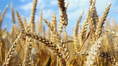 «يا نسممهم يا نجوعهم»..الغرب يعلن حرب القمح على مصر.. شبكة أمريكية تكشف خطة موردي الصفقات الملوثة لمعاقبة القاهرة.. تهديد بوقف التصدير.. وتشكيك في نزاهة جهات التفتيش المصرية