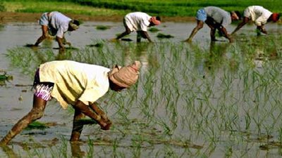 تحويل 200 فدان 