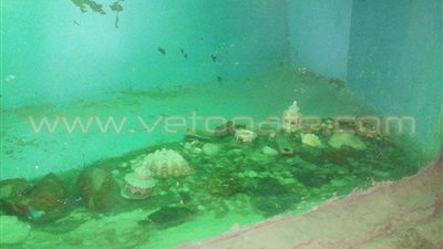 بالصور.. عبارات الحب بديل الكائنات البحرية بحديقة الأسماك