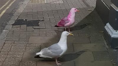 طائر نورس يكاد يتسبب في حادث بسبب شكله (صور)