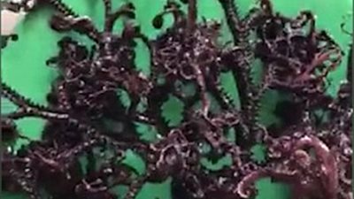 مخلوق بحري غريب يثير رعب سكان مدينة فيتنامية (فيديو وصور)