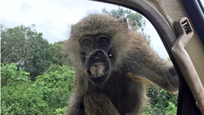 قرد يقاطع رحلة سفاري بفعل طريف أمام السياح (صور)