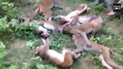 بالفيديو.. «صوت نمر» يتسبب في موت 12 قردا بـ«نوبة قلبية» في وقت واحد