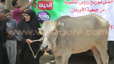 «الأورمان» تذبح 24 عجلًا وتوزع 15 طن لحوم على المحتاجين بالوادي الجديد