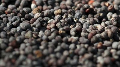 مصدر: إنبات بذور الخشخاش يمنع دخول شحنتي القمح الفرنسية والرومانية