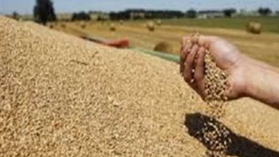 التحفظ على 25 طن قمح مجهول المصدر في الفيوم