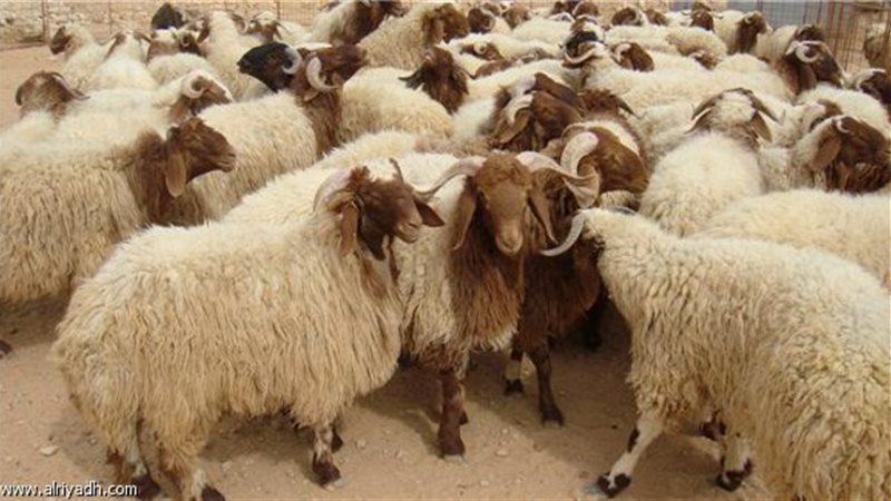 صورة تعبيرية