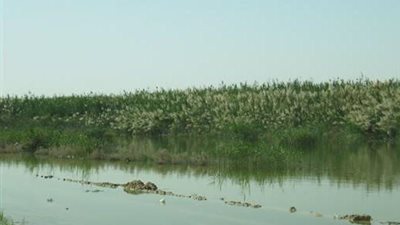 6.5 مليون دولار منحة مصرية لمقاومة الحشائش المائية في أوغندا