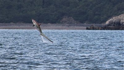 قرش يطير في الهواء مخترقا المياه البريطانية (صور)