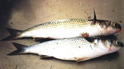 60 جنيهًا لـ«كيلو» البوري بمطروح