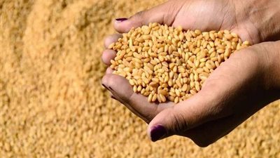 التموين: شراء القمح بنسبة رطوبة 13.5% لتسعة أشهر