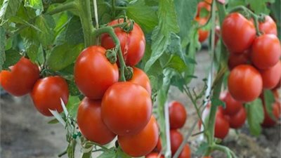 نقيب الفلاحين يكشف عن كارثه في تقاوي الطماطم 023