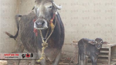 ولادة ثالث عجل أنابيب بالشرق الأوسط خلال أسبوعين