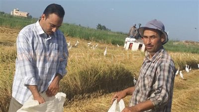 بالصور.. «فلاحين بورسعيد»: حققنا أعلى معدلات إنتاج الأرز لموسم 2015