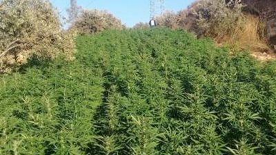 شرطة الخليل تضبط أكبر وكر لزراعة المخدرات بـ«فلسطين»