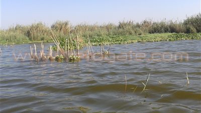 صيادو دمياط يطالبون بتطهير بحيرة المنزلة