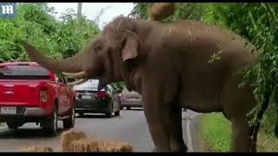 بالفيديو والصور.. فيل محتال يسرق طعامه من شاحنة