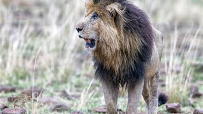 بالصور.. سر نظرات الصدمة في أعين الأسد