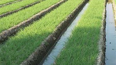 إذاعة أمريكية: محصول أرز ولاية ميزوري جاهز للتصدير إلى مصر