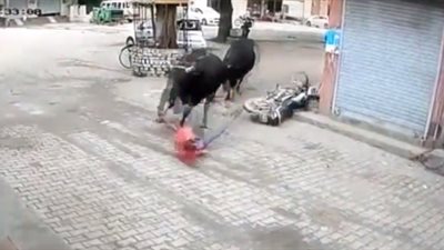 لحظة نجاة رجل من مشاجرة ثيران عنفية (فيديو)