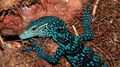 دراسة: تراجع الكائنات الحية البرية في العالم بنسبة 52%