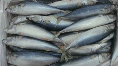 سمك «ماكريل مجمد» يسجل 15 جنيها بسوق العبور