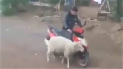 بالفيديو.. خروف يلقن شابا درسا قاسيا