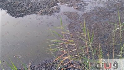 مشروع لتغذية المزارع السمكية من مياه الصرف الزراعي في الفيوم