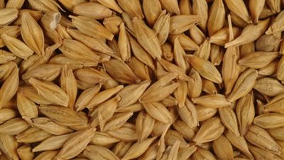 خبير زراعى: استخدام الشعير فى إنتاج الخبز يحقق الاكتفاء الذاتى من القمح