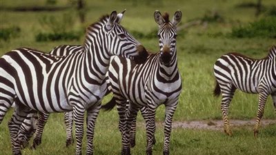 العلماء يفسرون سر خطوط الحمار الوحشي