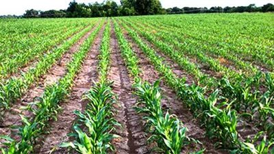 من ولاية ميزوري إلى القاهرة.. المحشي المصري بـ« الرز الأمريكاني»