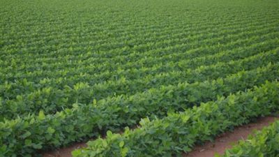 تركيا تستثمر 300 مليون دولار فى مشروع زراعى بولاية 