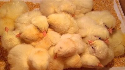 ارتفاع سعر الكتكوت يهدد بغلاء الدواجن