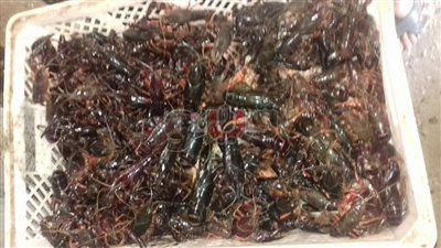 بالصور.. ضبط نصف طن إستاكوزا بدون تصريح في الأقصر