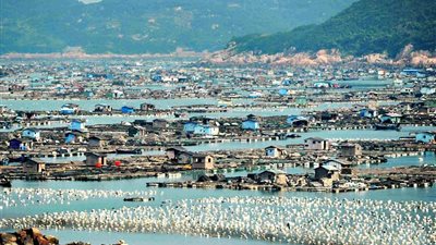 بالصور.. خطر انقراض الأسماك يهدد المدينة العائمة في الصين