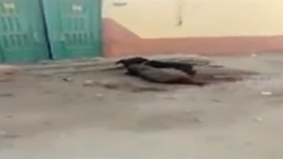 كلب يهاجم خروف ويحاول التهامه في الشرقية (فيديو)