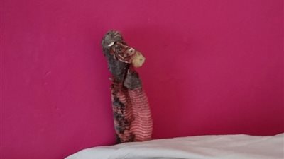 «شراب قذر» يتسبب في إحراج عائلة أمام جمعية الرفق بالحيوان