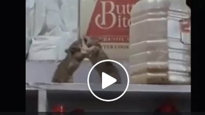 مشاجرة عنيفة بين فأرين داخل متجر (فيديو)