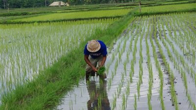 الصين تطور تطبيقا للتعرف على الآفات التي تضرب الأرز
