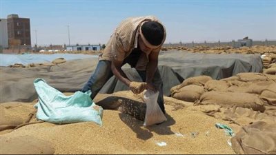 الزراعة: نحتاج 150 ألف فدان قمح زيادة سنويا لمواجهة زيادة السكان